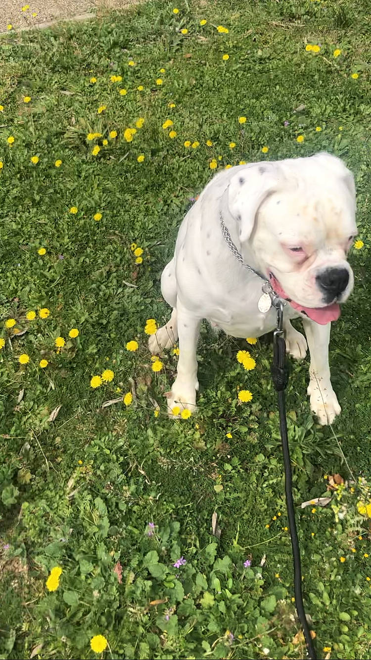 Nuage participe au concours pour gagner de l'argent avec cette photo : canidae, carnivore, collar, companion_dog, dog, dog_breed, dog_collar, fawn, flower, flowering_plant, grass, grassland, groundcover, meadow, people_in_nature, plant, shrub, snout, working_animal, yellow