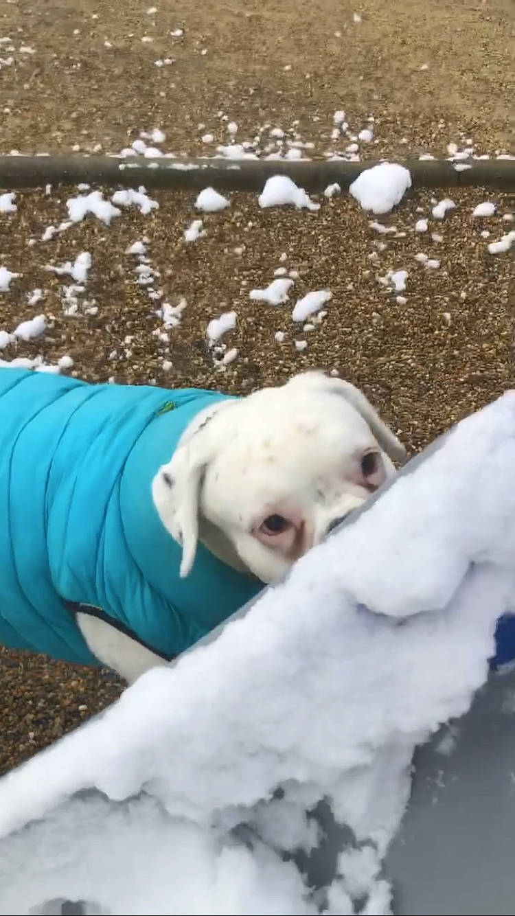 Nuage participe au concours pour gagner de l'argent avec cette photo : canidae, dog_breed, freezing, fur, grass, head, mammal, recreation, rock, snout, snow, snowman, soil, sporting_group, tree, vertebrate, water_bird, wildlife, winter