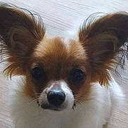 Calia a rejoint le concours — aidez-le/la à gagner de superbes lots ! dog, small_dog, ears, fluffy, close_up, pet, animal, curious, brown_and_white, fur, indoors, floor, cute, face, nose, whiskers, portrait, looking, canine, domestic_animal