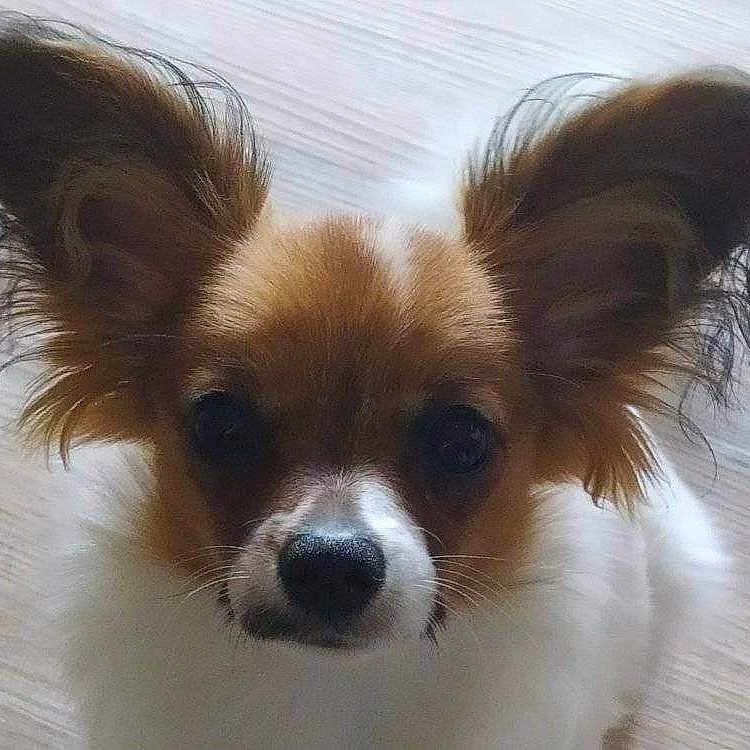 Calia a rejoint le concours — aidez-le/la à gagner de superbes lots ! animal, brown_and_white, canine, close_up, curious, cute, dog, domestic_animal, ears, face, floor, fluffy, fur, indoors, looking, nose, pet, portrait, small_dog, whiskers