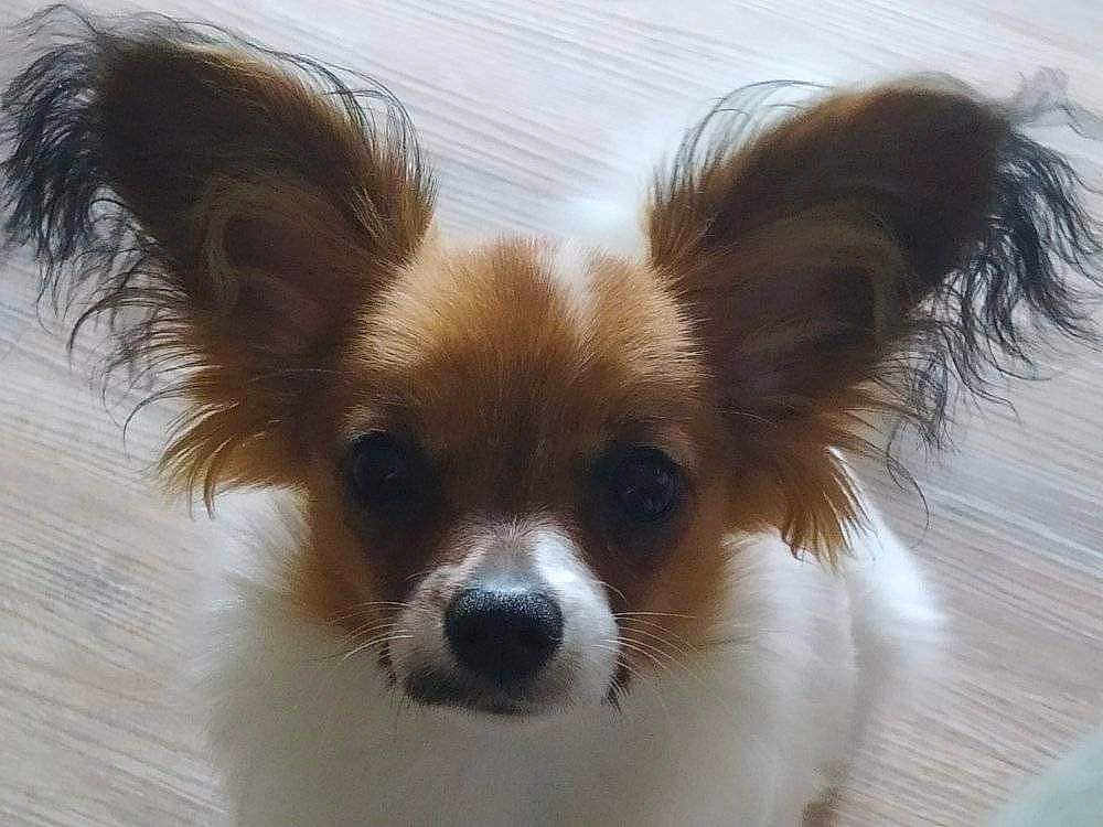 Calia a rejoint le concours — aidez-le/la à gagner de superbes lots ! dog, small_dog, ears, fluffy, close_up, pet, animal, curious, brown_and_white, fur, indoors, floor, cute, face, nose, whiskers, portrait, looking, canine, domestic_animal