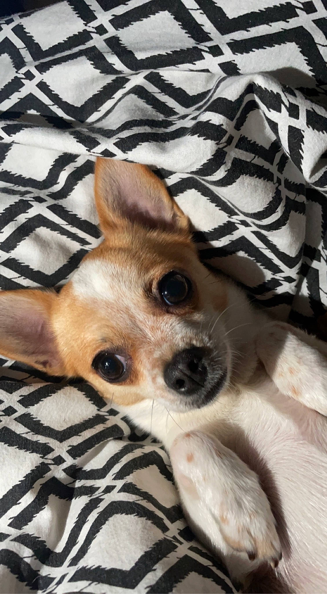 Loucky a rejoint le concours — aidez-le/la à gagner de superbes lots ! bed, canidae, carnivore, chihuahua, comfort, companion_dog, dog, dog_breed, dog_supply, ear, fawn, fur, linens, pattern, snout, sporting_group, terrestrial_animal, toy_dog, whiskers, working_animal