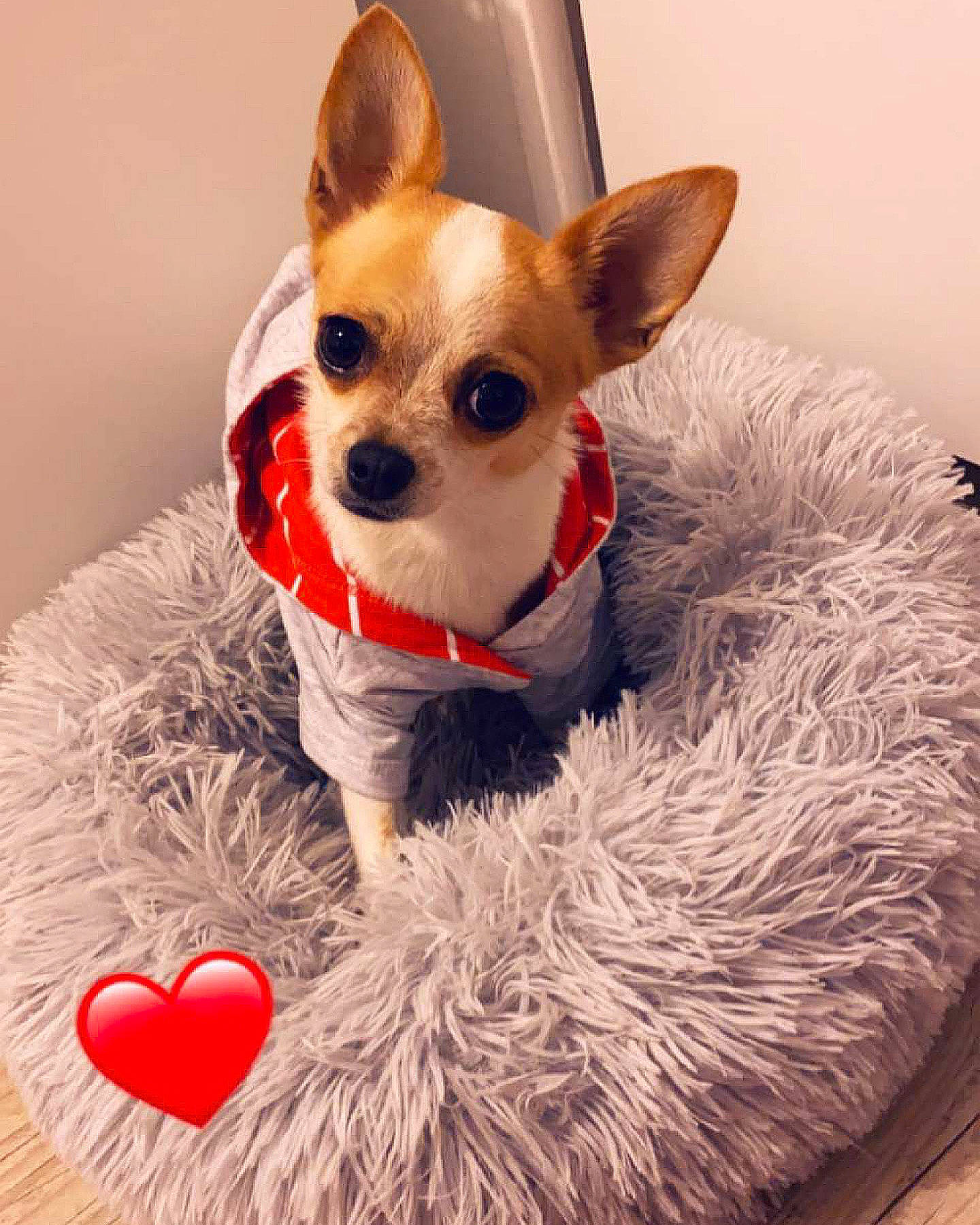 Loucky a rejoint le concours — aidez-le/la à gagner de superbes lots ! carmine, carnivore, chihuahua, companion_dog, costume_hat, dog, dog_bed, dog_breed, dog_clothes, dog_supply, event, fashion_accessory, fawn, fur, snout, sporting_group, toy, toy_dog, whiskers, working_animal