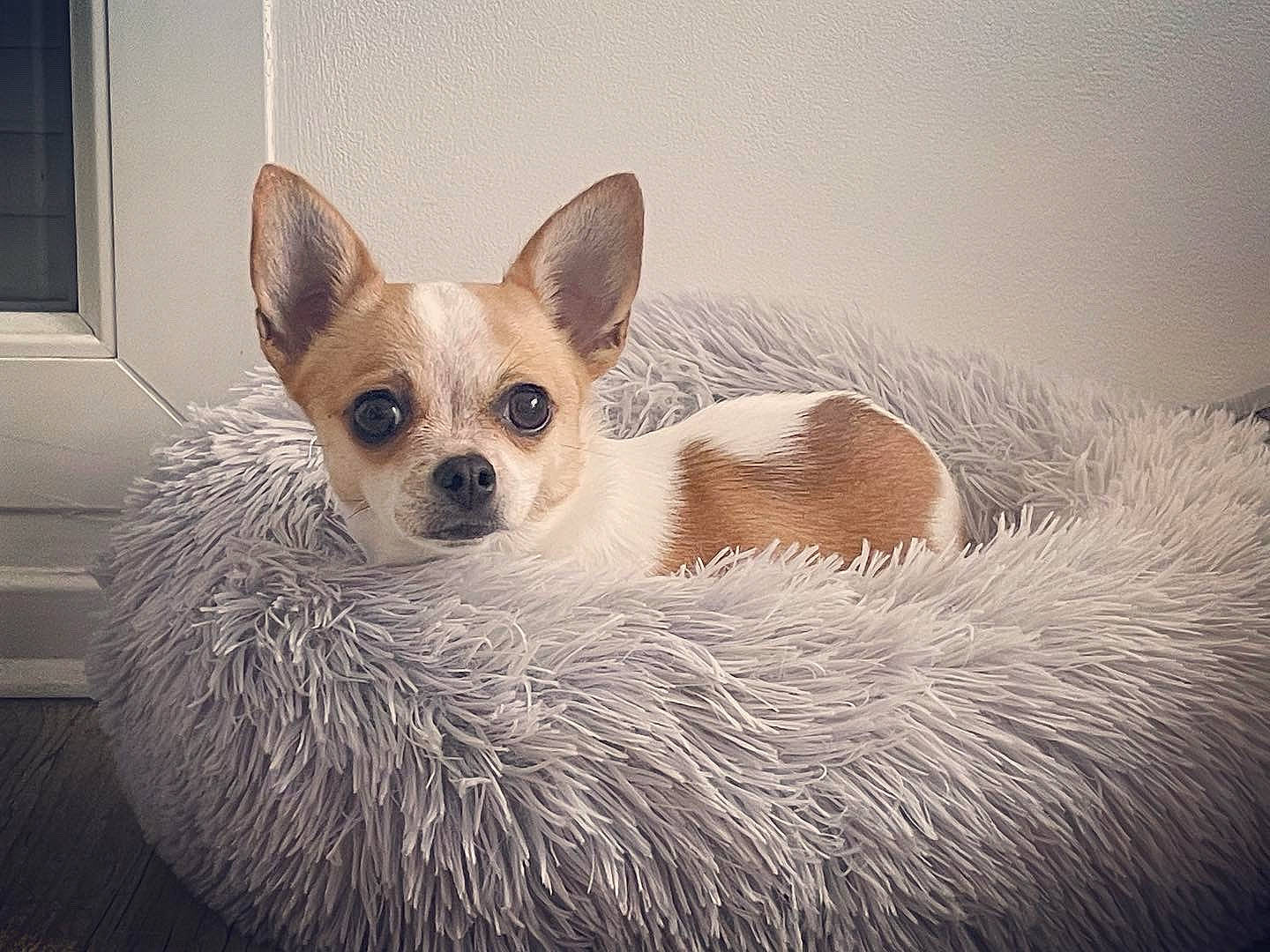 Loucky a rejoint le concours — aidez-le/la à gagner de superbes lots ! canidae, carnivore, chihuahua, comfort, companion_dog, corgi_chihuahua, dog, dog_breed, dog_supply, eye, fawn, fur, head, snout, sporting_group, terrestrial_animal, toy_dog, whiskers, window, working_animal