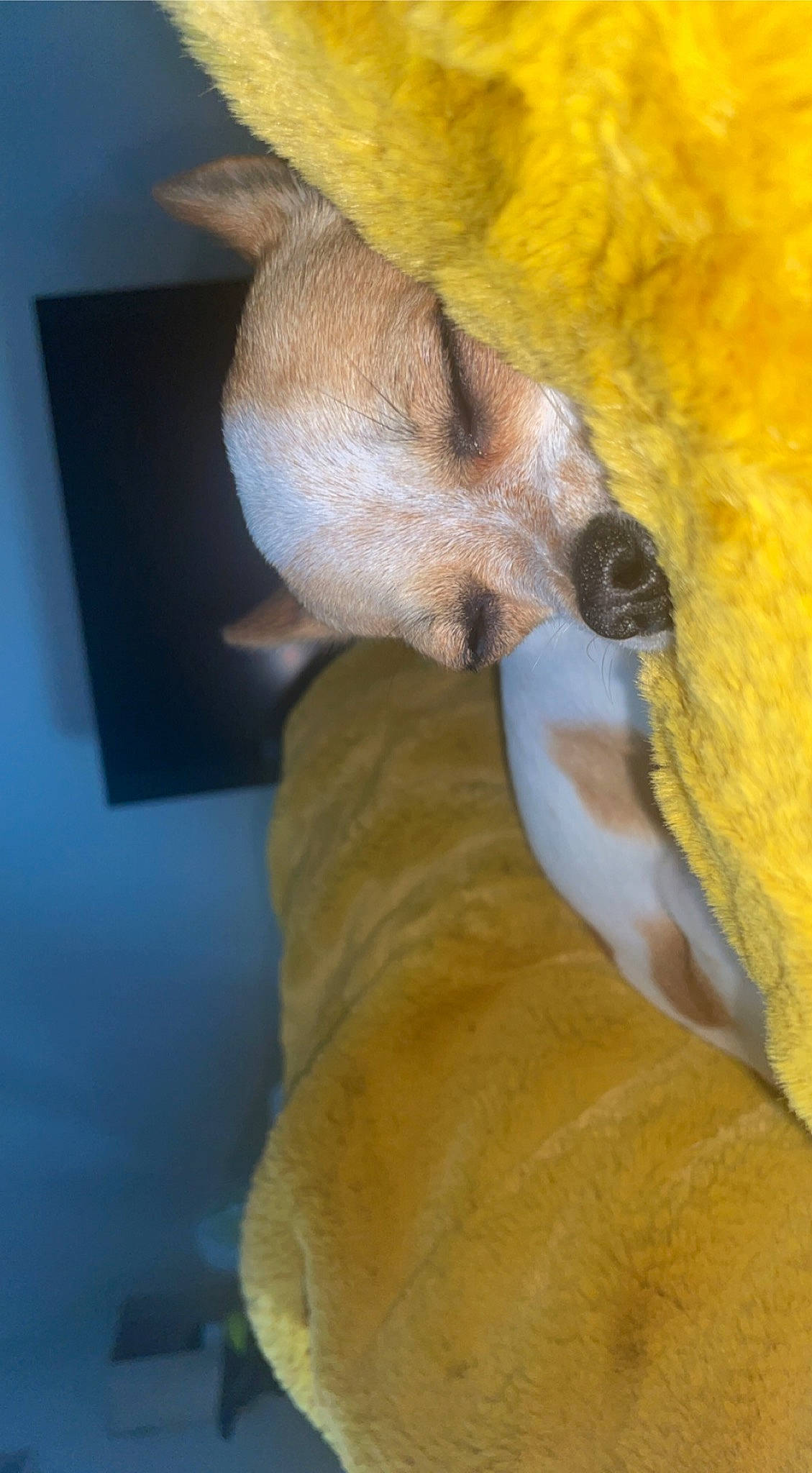 Loucky a rejoint le concours — aidez-le/la à gagner de superbes lots ! beak, canidae, carnivore, claw, comfort, companion_dog, dog, dog_breed, fawn, fur, hand, human_body, human_leg, nail, snout, sporting_group, terrestrial_animal, wildlife, working_animal, yellow