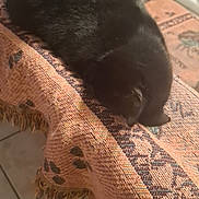 Kalyne a rejoint le concours — aidez-le/la à gagner de superbes lots ! black_cat, blanket, cat, close_up, cozy, domestic_animal, evening_lighting, fringe, fur, furniture, home, indoor, loaf_position, nap, pet, resting, sleeping, table_edge, textile_pattern, tiled_floor