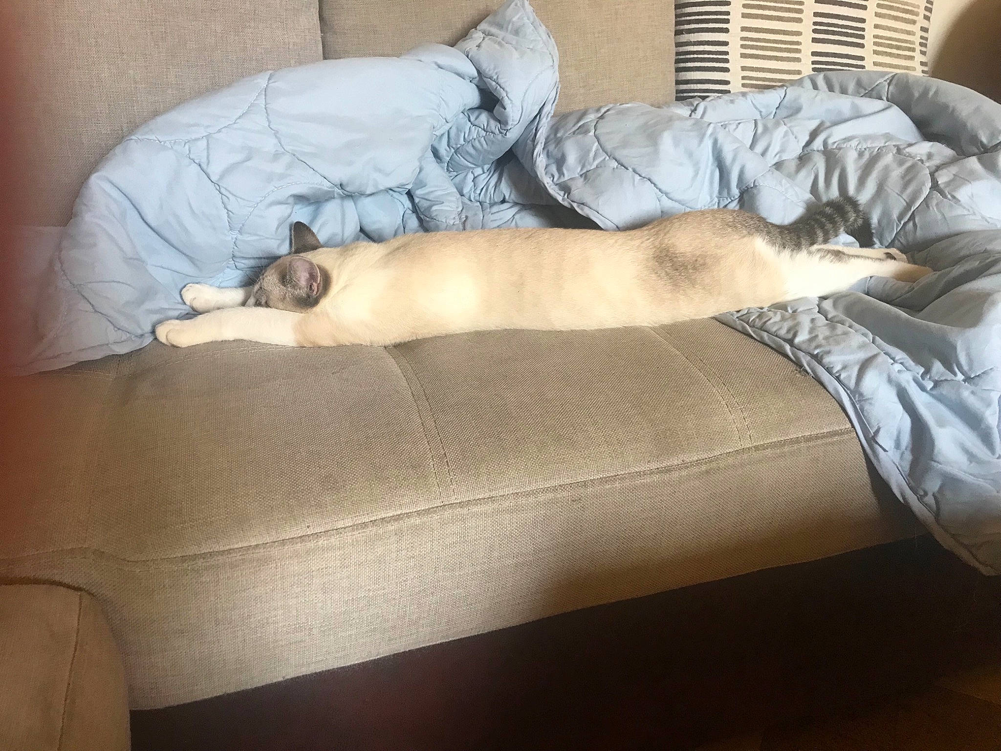 Cocaine participe au concours pour gagner de l'argent avec cette photo : bedding, carnivore, comfort, companion_dog, couch, elbow, fawn, felidae, fur, grey, human_leg, knee, leg, linens, room, small_to_medium_sized_cats, studio_couch, tail, thigh, wood