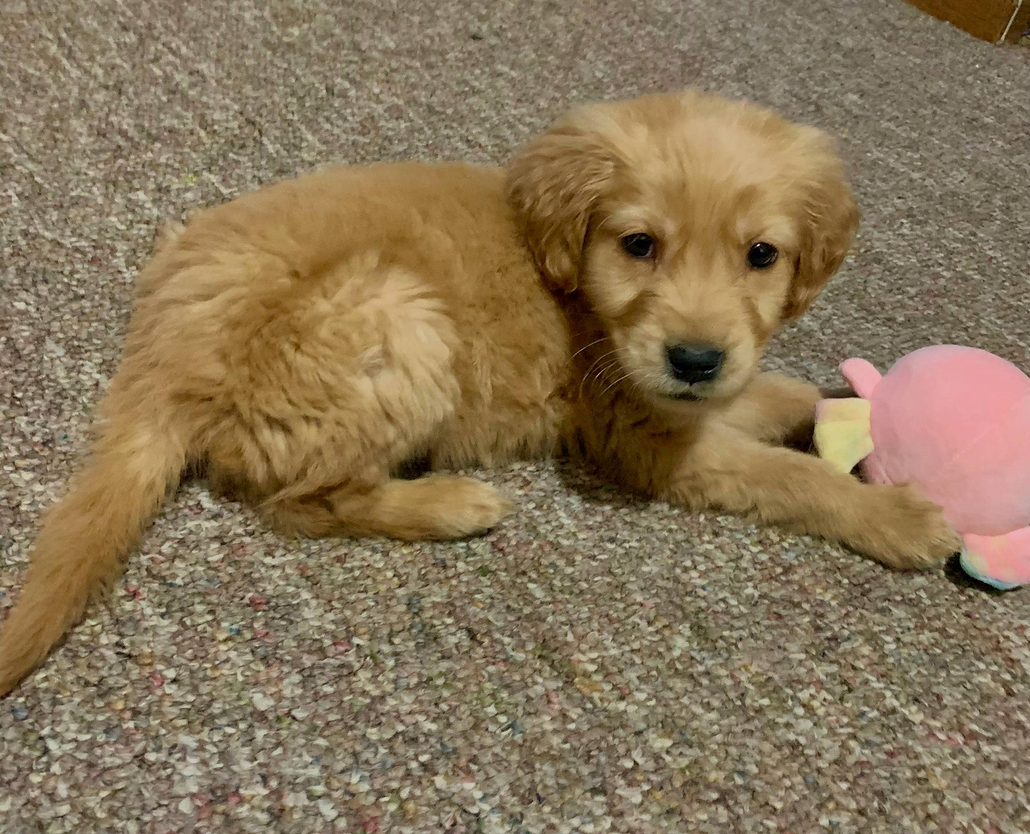 Dexter is registered to the contest to win money with this photo: canidae, carnivore, companion_dog, dog, dog_breed, dog_supply, fawn, fur, paw, small_terrier, snout, sporting_group, street_dog, stuffed_toy, terrestrial_animal, toy, toy_dog, working_animal