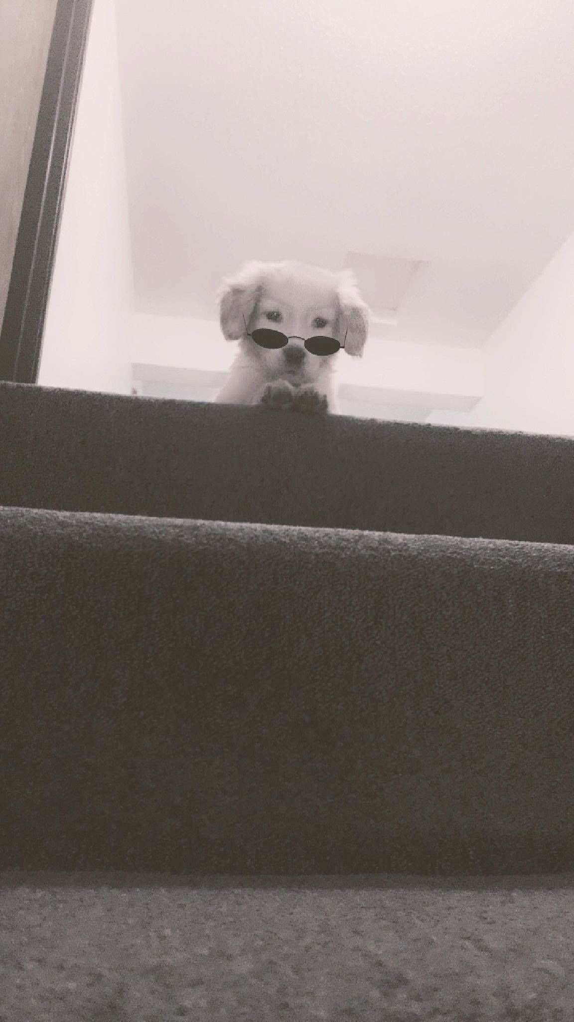 Dexter is registered to the contest to win money with this photo: art, automotive_design, cloud, eyewear, fur, glass, monochrome, monochrome_photography, rectangle, room, sky, still_life_photography, tints_and_shades, wood