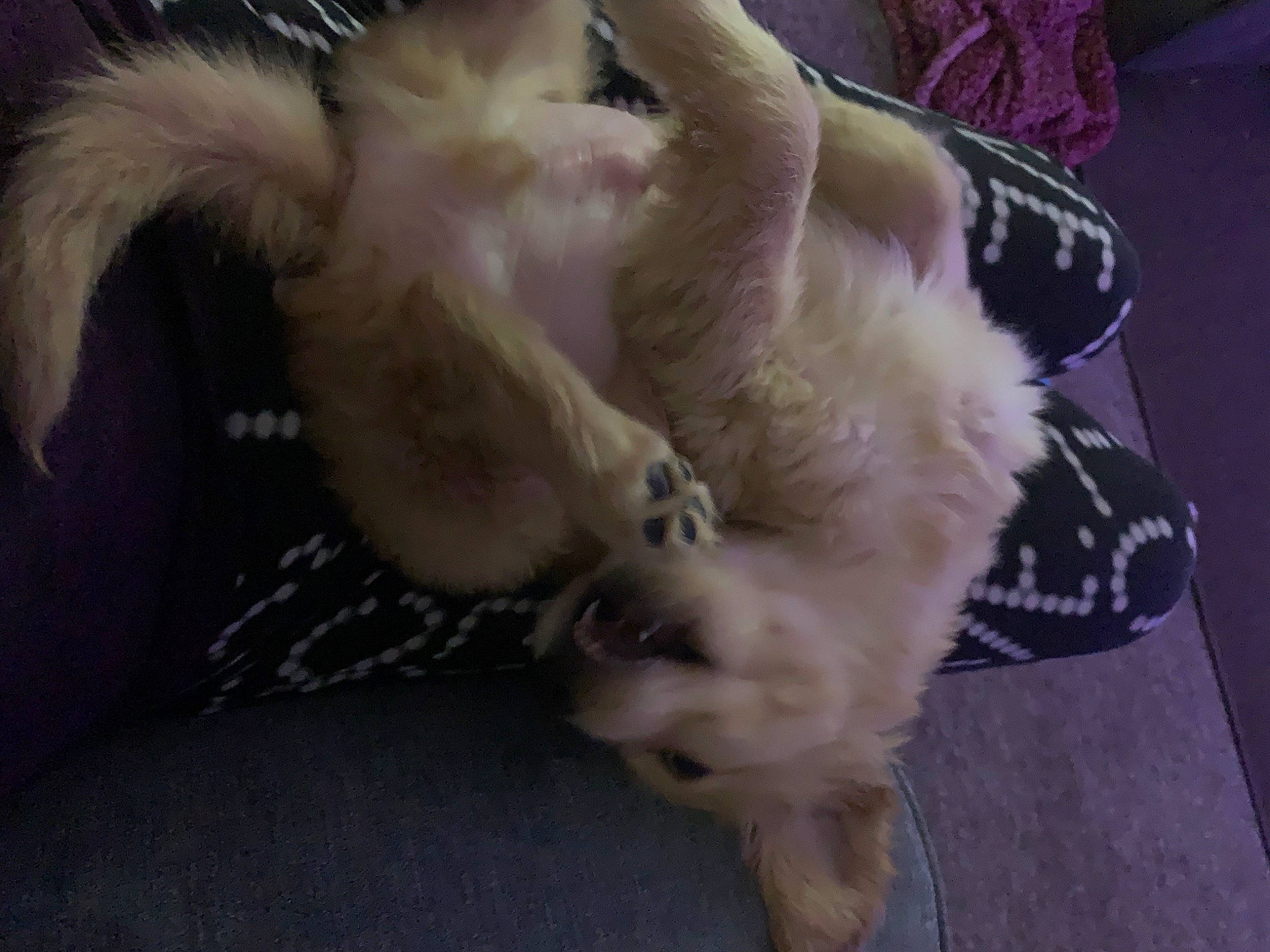 Dexter joined the competition — help win amazing prizes! canidae, carnivore, claw, comfort, companion_dog, dog, dog_breed, fawn, felidae, flooring, fur, human_leg, nap, paw, small_to_medium_sized_cats, snout, sporting_group, tail, toy_dog, whiskers