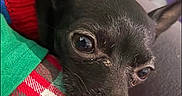 Coco joined the competition — help win amazing prizes! dog, black_dog, close_up, pet, sweater, colorful_clothing, plaid, fabric, resting, cozy, indoor, animal, cute, small_dog, fur, face, ears, eyes, nose, texture