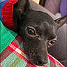 dog, black_dog, close_up, pet, sweater, colorful_clothing, plaid, fabric, resting, cozy, indoor, animal, cute, small_dog, fur, face, ears, eyes, nose, texture