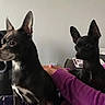 Coco is registered to the contest to win money with this photo: dog, small_dog, indoor, pet, brown_dog, black_dog, animal, ears, person, hand, couch, furniture, looking_away, looking_forward, close_together, domestic, companion, resting, alert, household_items