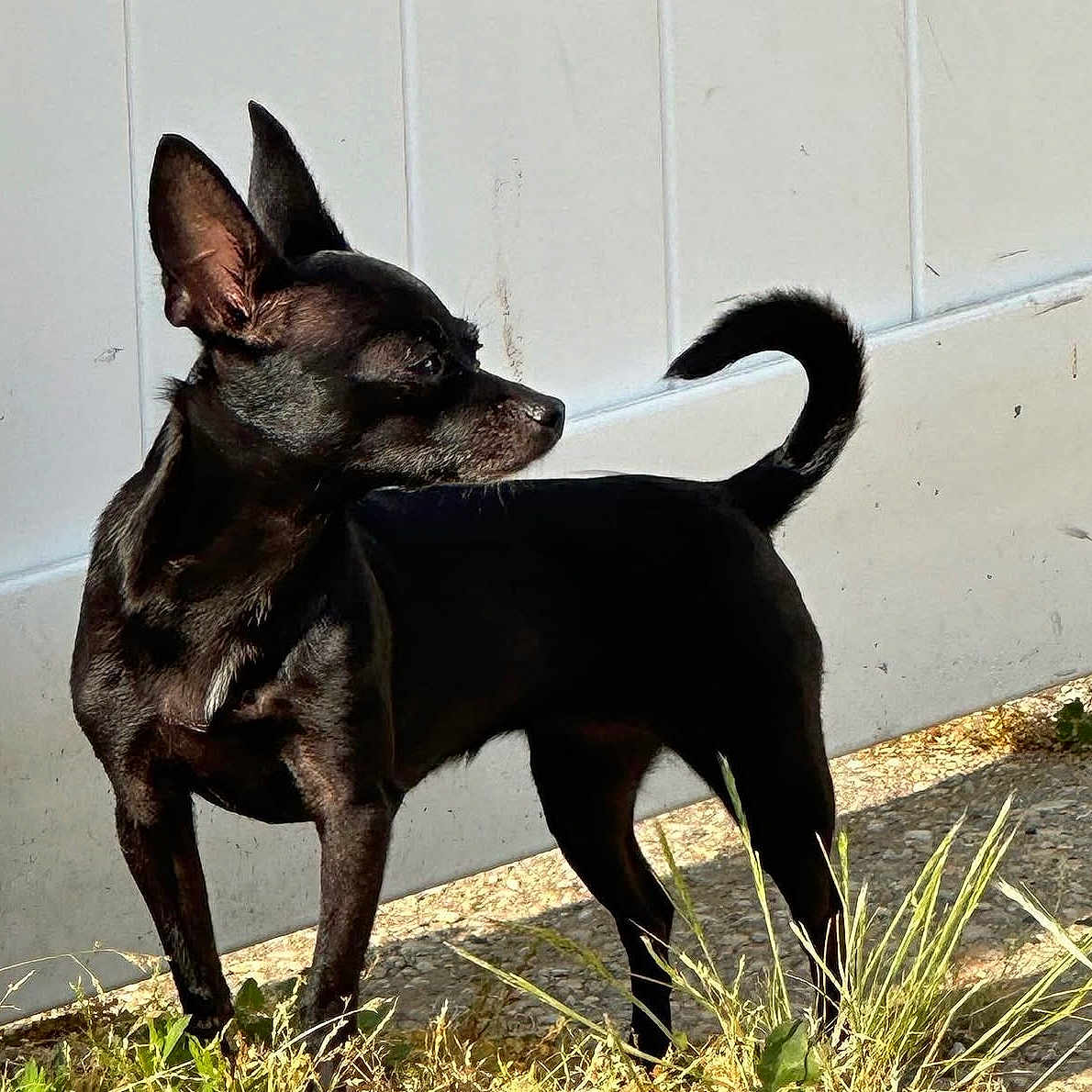 Coco is registered to the contest to win money with this photo: dog, black_dog, pet, animal, outdoor, grass, sunlight, ears, tail, alert, standing, nature, canine, backyard, curious, shadow, side_view, small_dog, fur, daylight