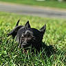 Coco is registered to the contest to win money with this photo: dog, black_dog, grass, outdoor, animal, pet, small_dog, sunlight, ears, nature, lawn, canine, relaxed, closeup, daytime, green, snout, tongue, lying_down, playful