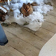 Boubinette participe au concours pour gagner de l'argent avec cette photo : dog, small_dog, fluffy, brown_dog, indoor, wooden_floor, decorations, tinsel, ornament, white_fluffy_material, festive, holiday, cozy, pet, animal, cute, fur, tail, floor, nest