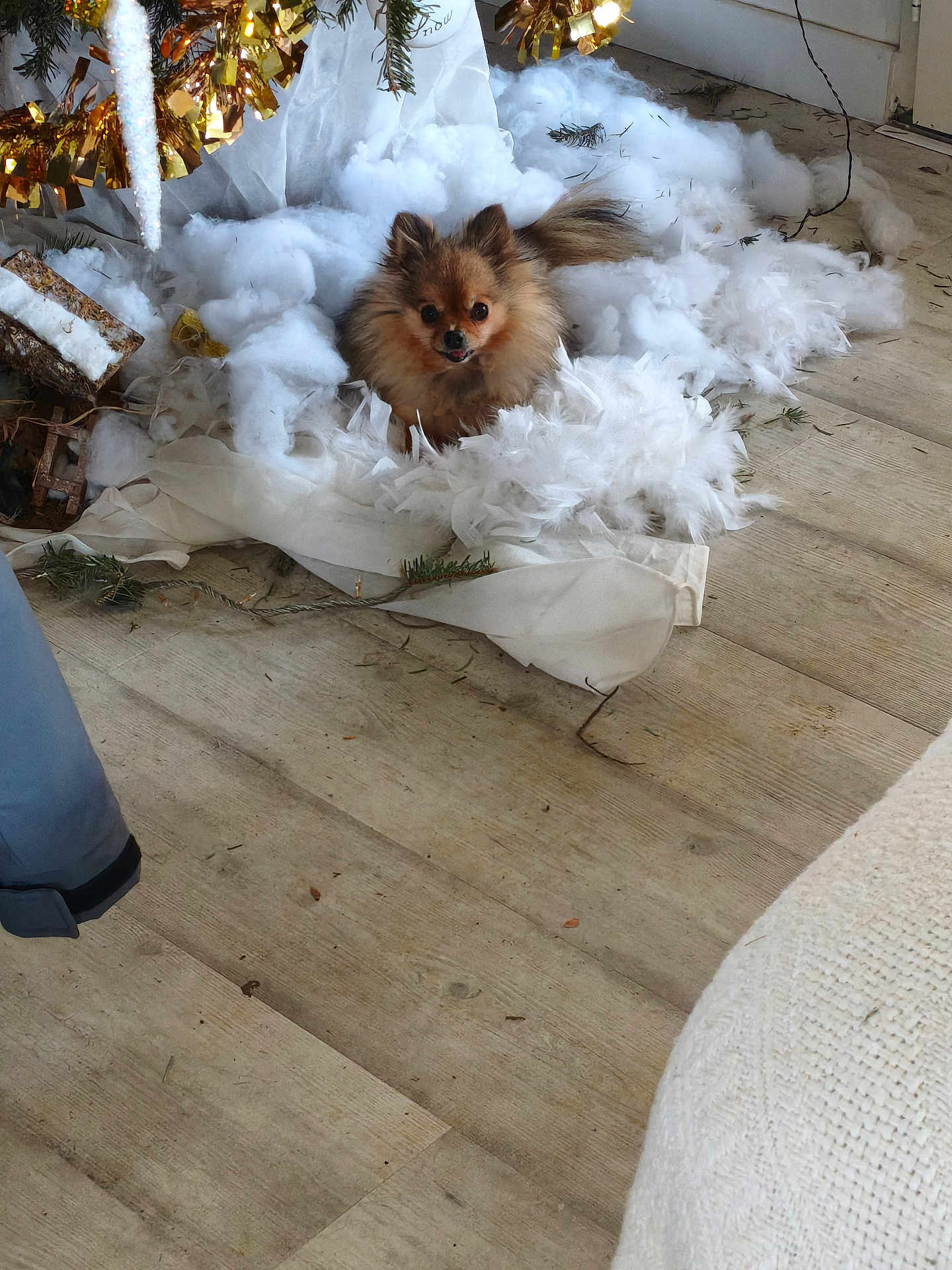 Boubinette participe au concours pour gagner de l'argent avec cette photo : dog, small_dog, fluffy, brown_dog, indoor, wooden_floor, decorations, tinsel, ornament, white_fluffy_material, festive, holiday, cozy, pet, animal, cute, fur, tail, floor, nest