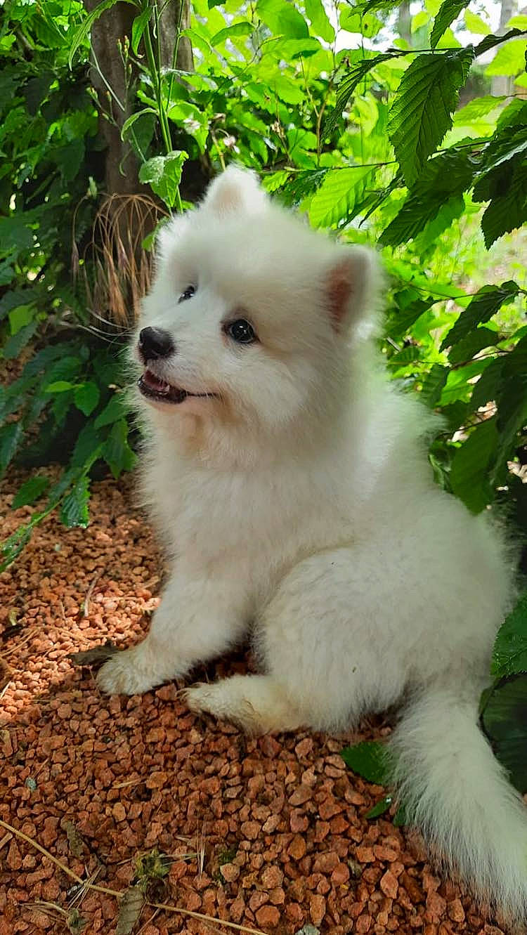 Skip participe au concours pour gagner de l'argent avec cette photo : american_eskimo_dog, canidae, carnivore, companion_dog, dog, dog_breed, fawn, fur, german_spitz, japanese_spitz, plant, samoyed, snout, spitz, sporting_group, terrestrial_animal, toy_dog, tree, volpino_italiano, working_animal