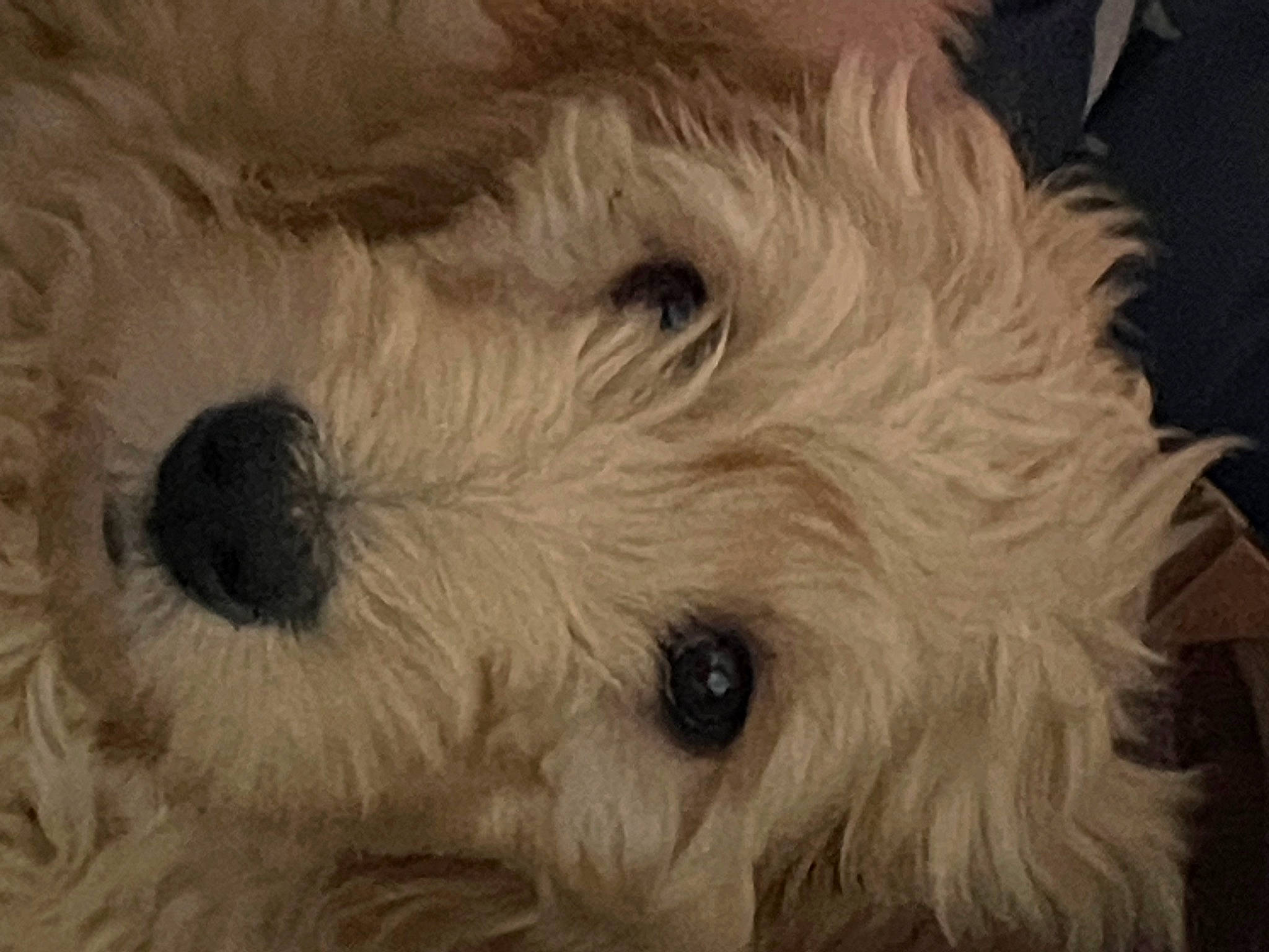 Ozzy is registered to the contest to win money with this photo: canidae, carnivore, circle, companion_dog, dog, dog_breed, fur, non_sporting_group, small_terrier, snout, sporting_group, terrestrial_animal, terrier, toy_dog, working_animal