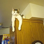 Whiskers is registered to the contest to win money with this photo: animal, cabinet_top, cat, clock, curious, domestic, feline, furniture, gray_fur, home, household, indoor, kitchen, legs_dangling, lounging, pets, relaxed, resting, white_fur, wooden_cabinet