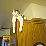 animal, cabinet_top, cat, clock, curious, domestic, feline, furniture, gray_fur, home, household, indoor, kitchen, legs_dangling, lounging, pets, relaxed, resting, white_fur, wooden_cabinet