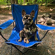Gucci is registered to the contest to win money with this photo: dog, french_bulldog, blue_chair, camping_chair, outdoor, forest, trees, gravel, leash, pet, animal, sitting, nature, sunlight, shade, canine, park, daytime, resting, woods