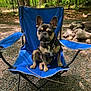 dog, french_bulldog, blue_chair, camping_chair, outdoor, forest, trees, gravel, leash, pet, animal, sitting, nature, sunlight, shade, canine, park, daytime, resting, woods