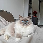 Suzy participe au concours pour gagner de l'argent avec cette photo : cat, blue_eyes, fluffy, indoor, furniture, blanket, relaxed, pet, animal, white, gray, cozy, living_room, lamp, shelf, domestic_cat, cute, fur, portrait, resting