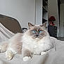 cat, blue_eyes, fluffy, indoor, furniture, blanket, relaxed, pet, animal, white, gray, cozy, living_room, lamp, shelf, domestic_cat, cute, fur, portrait, resting