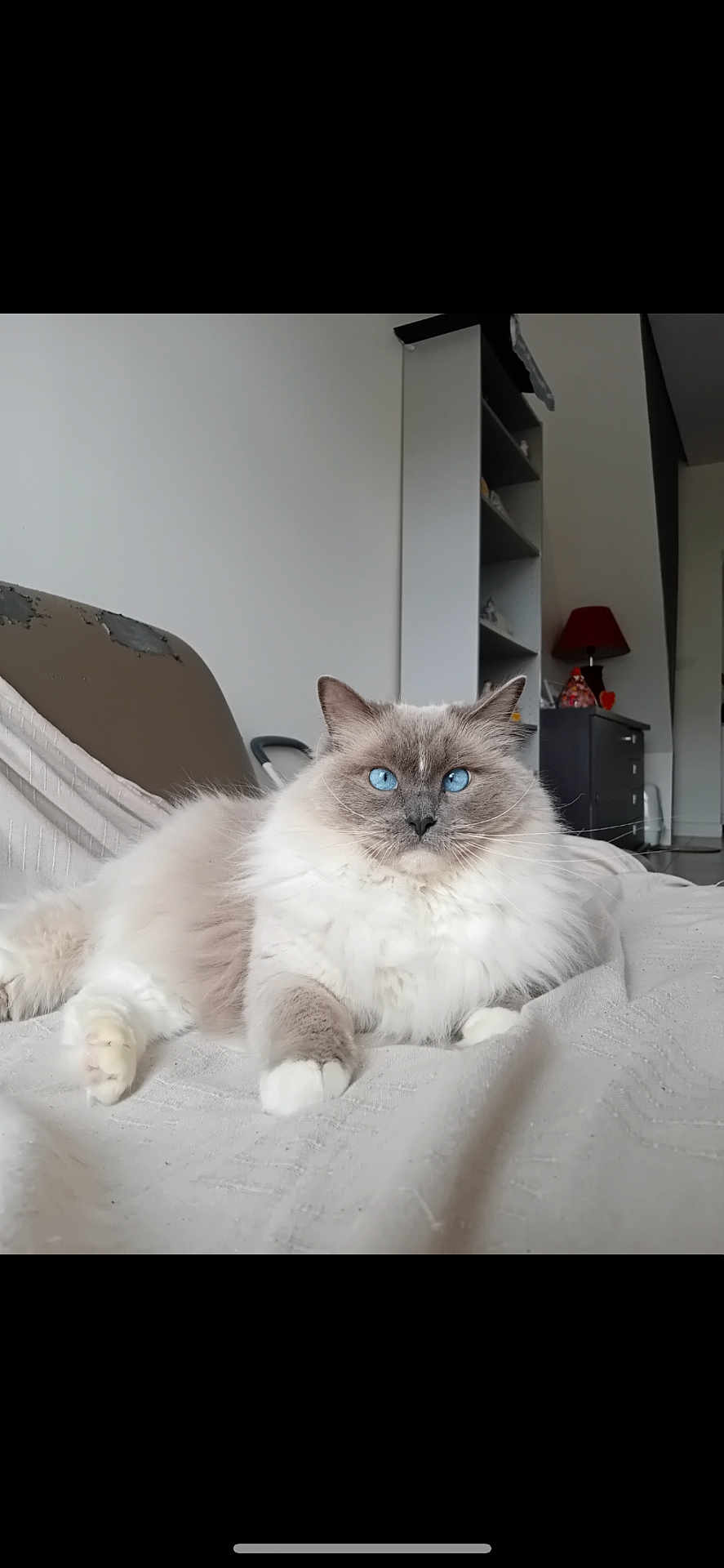 Suzy participe au concours pour gagner de l'argent avec cette photo : cat, blue_eyes, fluffy, indoor, furniture, blanket, relaxed, pet, animal, white, gray, cozy, living_room, lamp, shelf, domestic_cat, cute, fur, portrait, resting