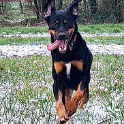 Malo a rejoint le concours — aidez-le/la à gagner de superbes lots ! dog, black_and_tan, snow, snowy, outdoors, garden, forest, grass, winter, running, sitting, happy, playful, tongue, open_mouth, upright_ears, collar, leash, animal_portrait, nature