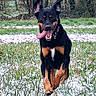 dog, black_and_tan, snow, snowy, outdoors, garden, forest, grass, winter, running, sitting, happy, playful, tongue, open_mouth, upright_ears, collar, leash, animal_portrait, nature