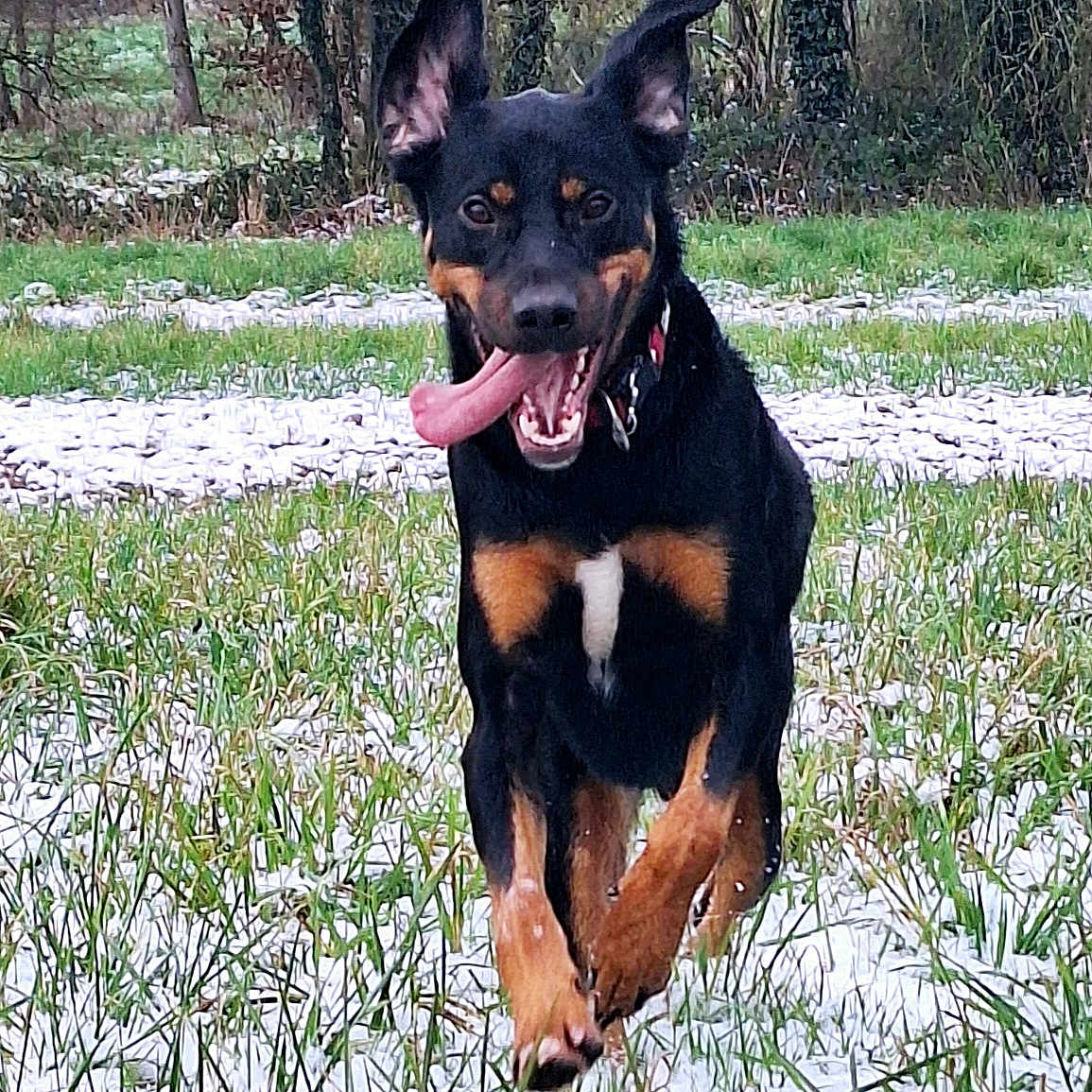 Malo a rejoint le concours — aidez-le/la à gagner de superbes lots ! dog, black_and_tan, snow, snowy, outdoors, garden, forest, grass, winter, running, sitting, happy, playful, tongue, open_mouth, upright_ears, collar, leash, animal_portrait, nature
