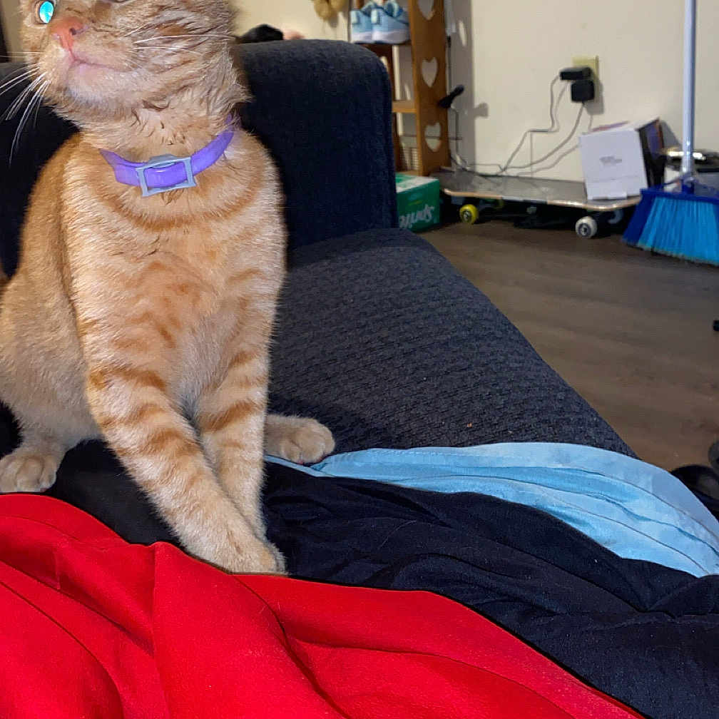 Simba joined the competition — help win amazing prizes! blanket, broom, cat, couch, cozy, curious, domestic_animal, dreamcatcher, feline, floor, framed_photos, furniture, home_interior, indoor, orange_tabby, pet, purple_collar, relaxed, sitting, wood_floor