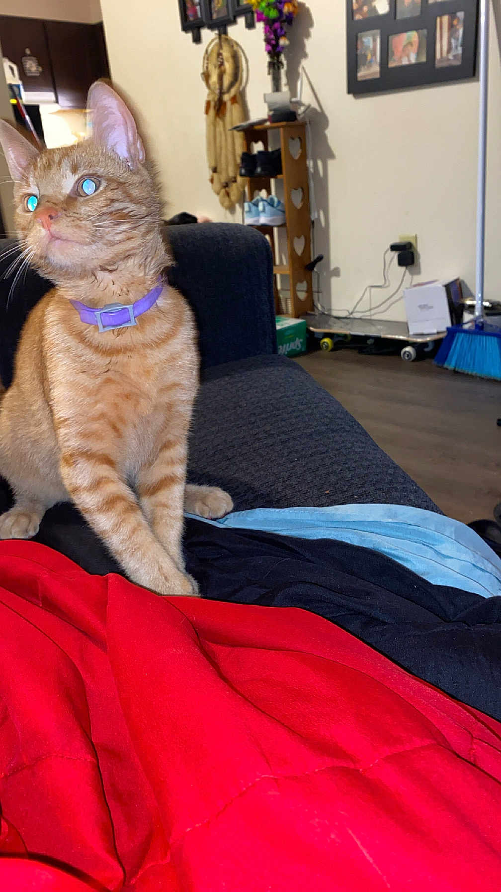 Simba