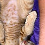 cat, kitten, sleeping, orange_tabby, fur, paw, whiskers, nose, closed_eyes, relaxed, purple_blanket, striped_fur, cute, pet, animal, domestic_cat, resting, soft, cozy, feline
