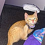 kitten, cat, orange_cat, scratching, bow_tie, collar, sofa, blanket, purple_blanket, colorful_blanket, indoor, pet, feline, cute, young_cat, whiskers, ears, tail, fur, domestic_cat
