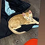 kitten, cat, orange_tabby, floor, wooden_floor, cloth, black_cloth, light_blue_cloth, orange_object, pet, animal, indoor, cute, young_cat, feline, lying_down, curious, small, fur, whiskers