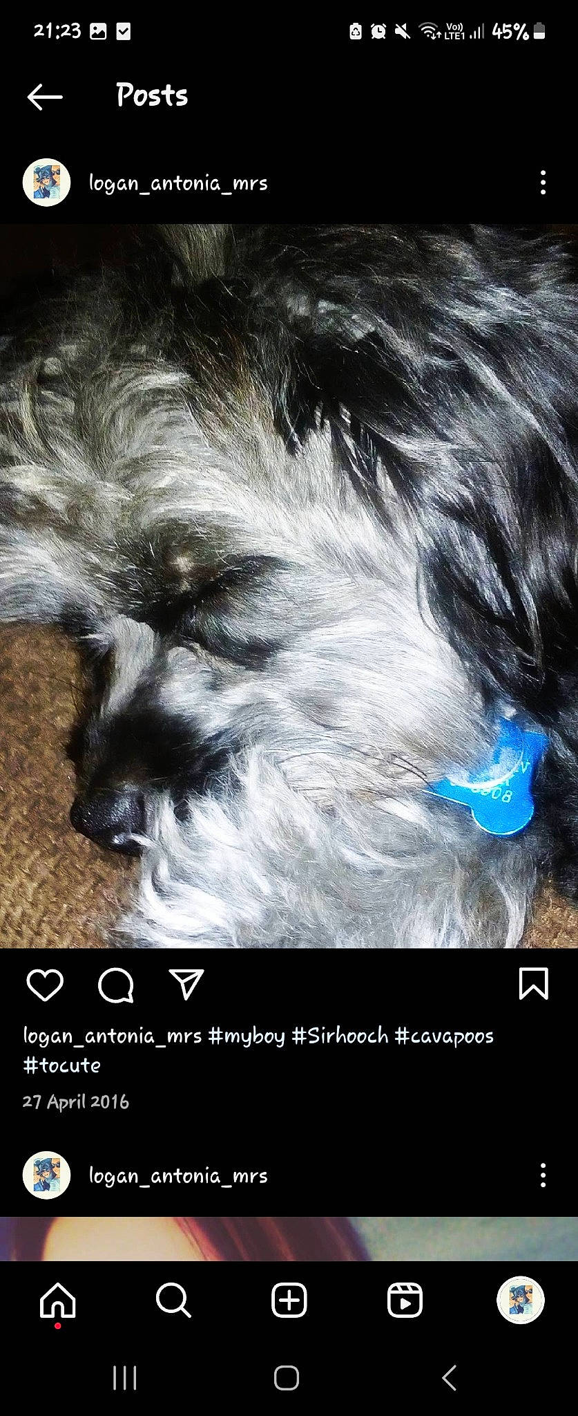 Sir Hooch joined the competition — help win amazing prizes! book_cover, canidae, carnivore, cg_artwork, companion_dog, darkness, dog, dog_breed, eyelash, felidae, font, fur, movie, photo_caption, poster, publication, sporting_group, toy_dog, whiskers, wildlife