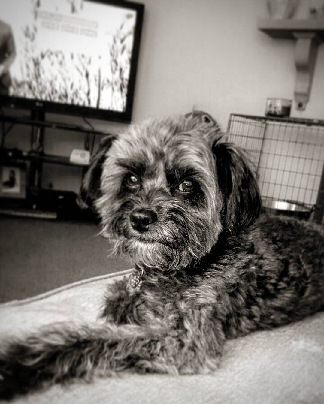 Sir Hooch joined the competition — help win amazing prizes! carnivore, companion_dog, dog, dog_breed, eye, liver, monochrome, monochrome_photography, picture_frame, shih_poo, small_terrier, snout, style, television, terrier, toy_dog, water_dog, whiskers, white, working_animal