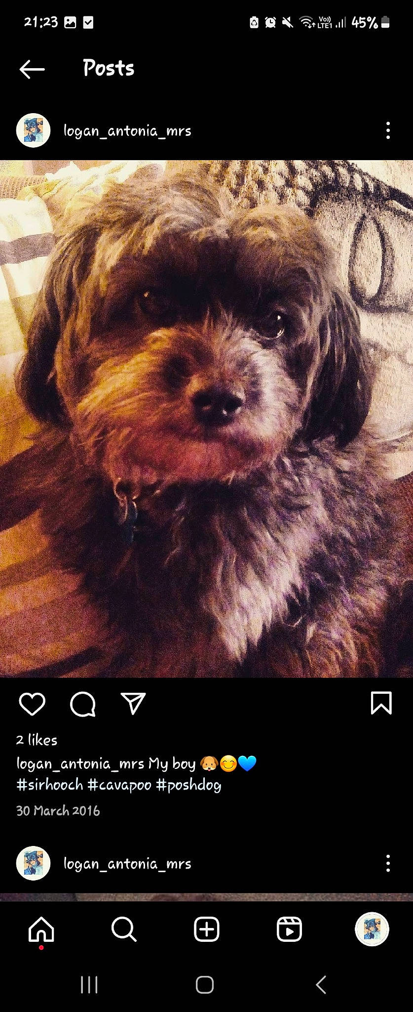 Sir Hooch is registered to the contest to win money with this photo: carnivore, companion_dog, dog, dog_breed, font, fur, happy, liver, photo_caption, photography, poster, puppy_love, small_terrier, sporting_group, terrier, toy_dog, water_dog, yorkipoo