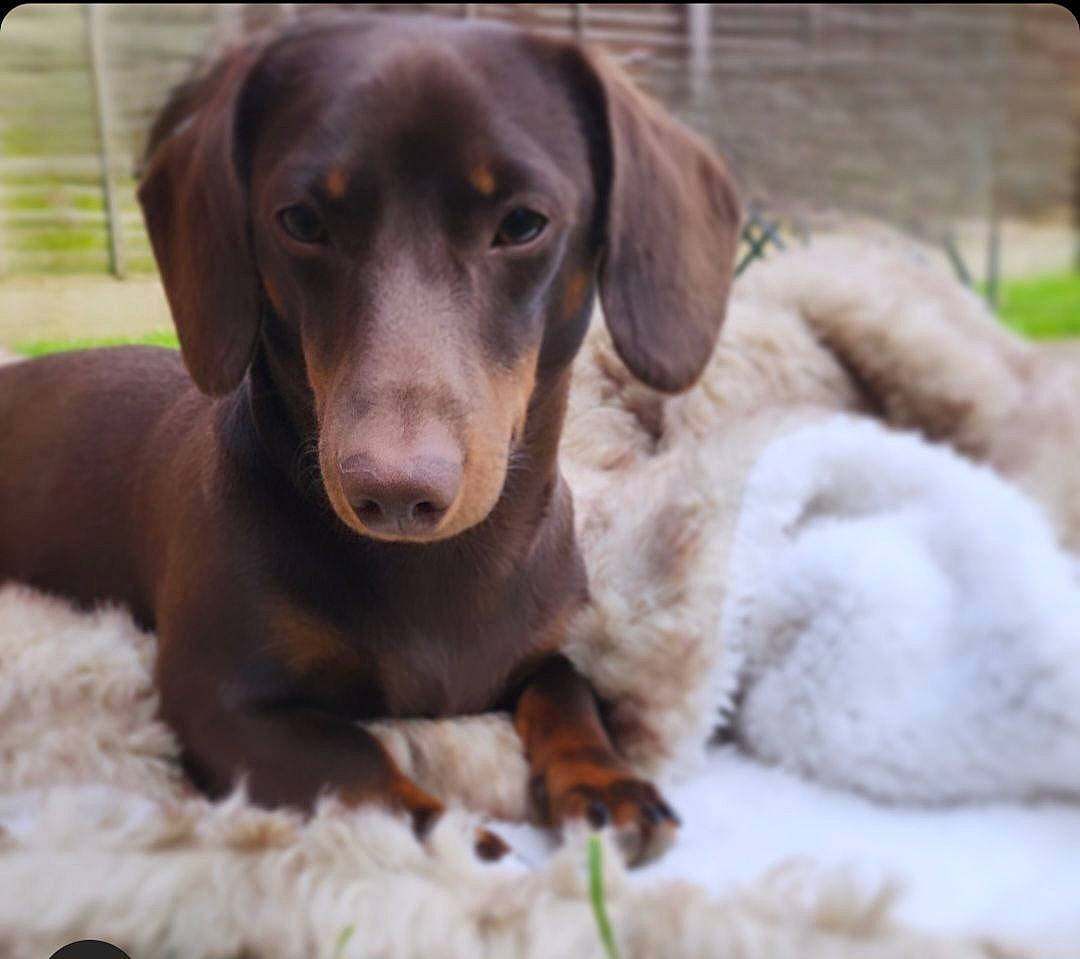 Woody joined the competition — help win amazing prizes! canidae, carnivore, companion_dog, dog, dog_breed, gun_dog, hunting_dog, liver, pet_supply, sporting_group, terrestrial_animal, whiskers, working_animal