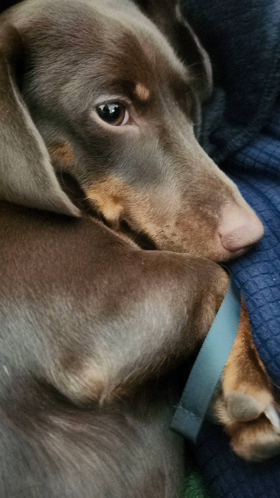 Woody joined the competition — help win amazing prizes! brown, carnivore, close_up, companion_dog, dog, dog_breed, electric_blue, fur, grey, hunting_dog, liver, pet_supply, snout, sporting_group, terrestrial_animal, whiskers, working_animal