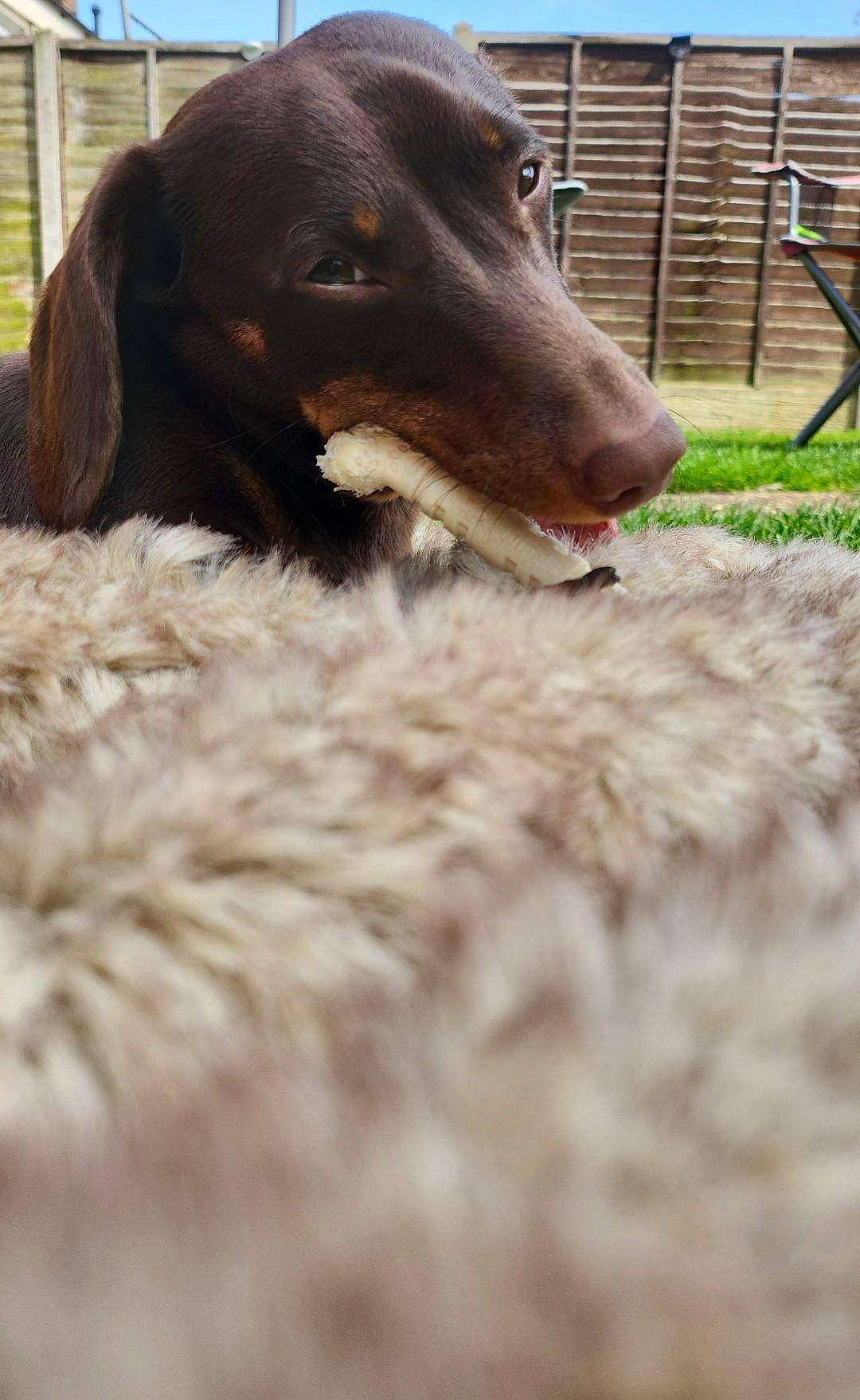 Woody joined the competition — help win amazing prizes! canidae, carnivore, companion_dog, dog, dog_breed, fur, grass, gun_dog, hunting_dog, liver, outdoor_furniture, snout, sporting_group, terrestrial_animal, whiskers, working_animal