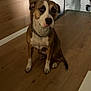 Ice a rejoint le concours — aidez-le/la à gagner de superbes lots ! dog, indoor, wooden_floor, chain_collar, pet, brown_and_white_dog, sitting, shadow, calm, flooring, wall, door, house, animal, canine, quiet, domestic, companion, portrait, floor