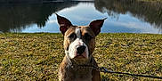 Ice participe au concours pour gagner de l'argent avec cette photo : dog, grass, lake, water, sky, trees, leash, sunlight, outdoor, nature, animal, canine, reflection, park, serene, daytime, brown, white, sitting, ears
