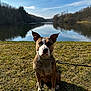 dog, grass, lake, water, sky, trees, leash, sunlight, outdoor, nature, animal, canine, reflection, park, serene, daytime, brown, white, sitting, ears