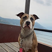 Ice participe au concours pour gagner de l'argent avec cette photo : dog, leash, wooden_deck, outdoor, pet, canine, mountains, scenic, cloudy_sky, brown_and_white_dog, chain_collar, sitting, waiting, nature, fence, calm, animal, portrait, daytime, quiet