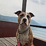 dog, leash, wooden_deck, outdoor, pet, canine, mountains, scenic, cloudy_sky, brown_and_white_dog, chain_collar, sitting, waiting, nature, fence, calm, animal, portrait, daytime, quiet