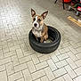 alloywheel, animal, bostonbull, bulldog, canine, car, carwheel, dog, frenchbulldog, hound, indoors, interiordesign, machine, pet, puppy, spoke, tire, transportation, vehicle, wheel
